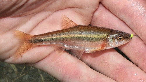 Rosyside Dace