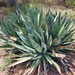 Hohokam Agave - Photo (c) Bryce Cowan, some rights reserved (CC BY-NC), uploaded by Bryce Cowan