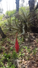 Tillandsia erubescens
