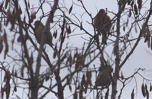Carpodacus roseus