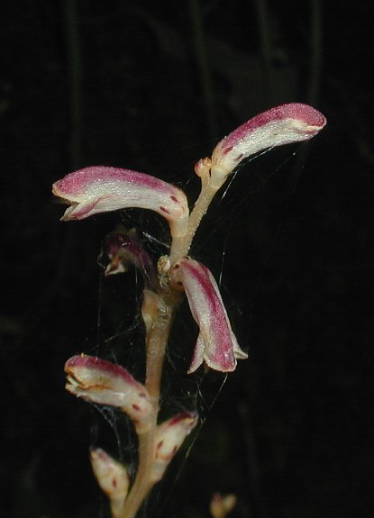 Beechdrops Ewa Guide To The Plants Of The Fells Us · Inaturalist