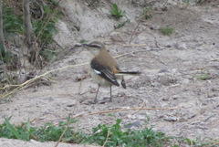 Mimus dorsalis