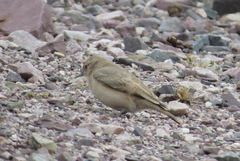 Geositta cunicularia