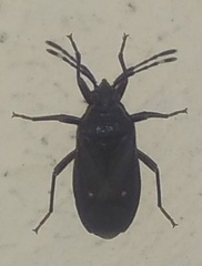Euscopus indecorus