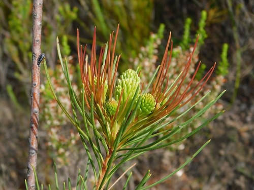 Channel-leaf featherbush (Aulax cancellata)
