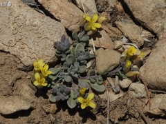 Physaria kingii