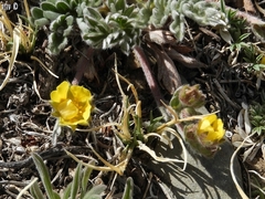 Potentilla morefieldii