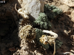 Cymopterus cinerarius