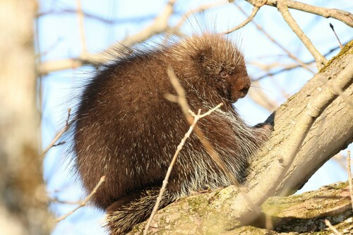 North American Porcupine
