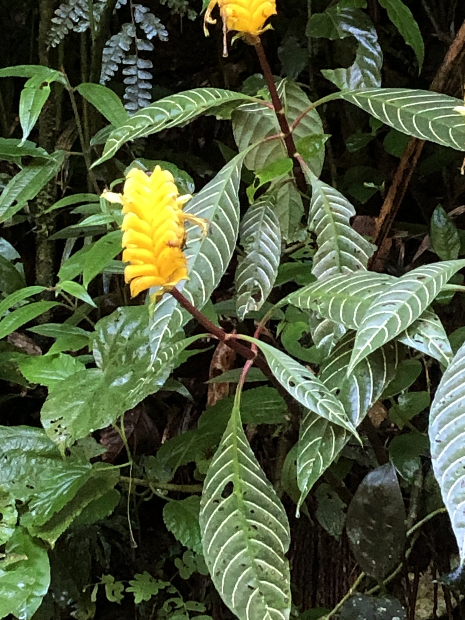 Imagem de Planta zebra