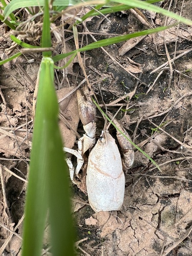 Caddo Chimney Crayfish