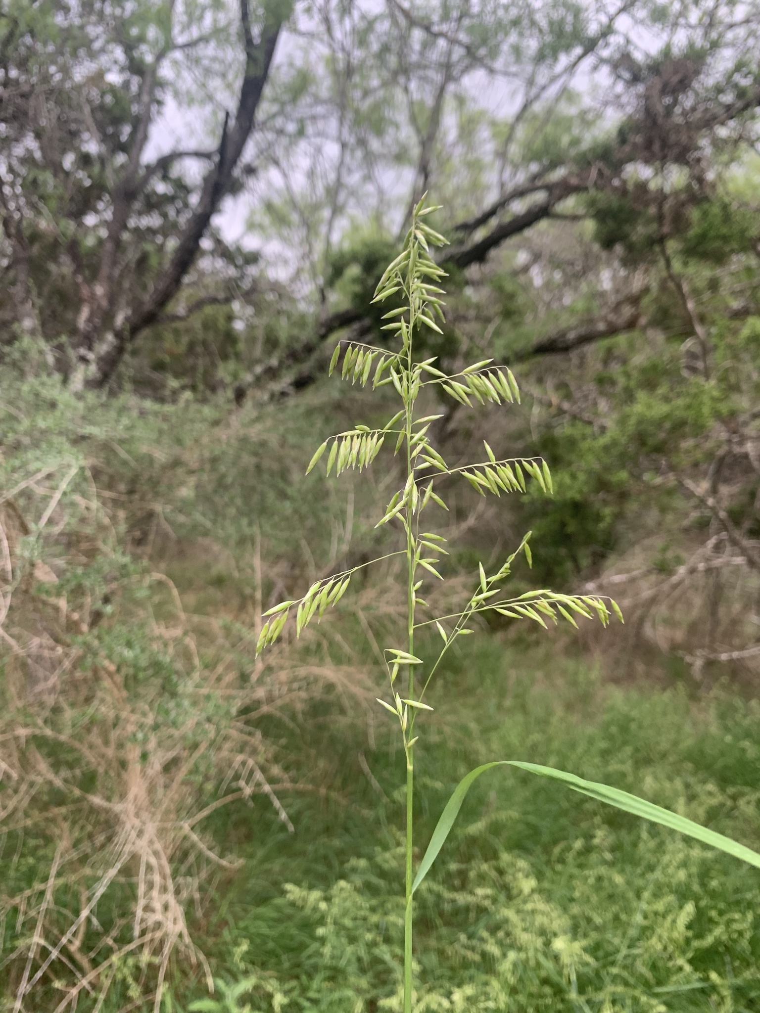 Melica nitens
