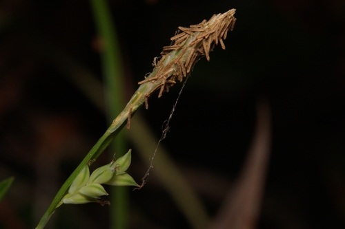 Chapman's sedge (Carex chapmanii)
