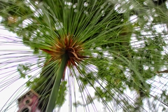 Cyperus papyrus