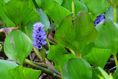 Eichhornia azurea image