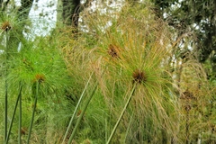 Cyperus papyrus