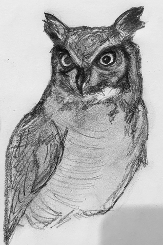 Great Horned Owl photographed in Georgia