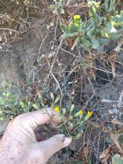 Hazardia squarrosa grindelioides