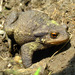 Common Toad - Photo (c) Laurent Lebois ©, some rights reserved (CC BY)