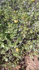 Quercus coccifera: 기원과 용도 — 사진 2