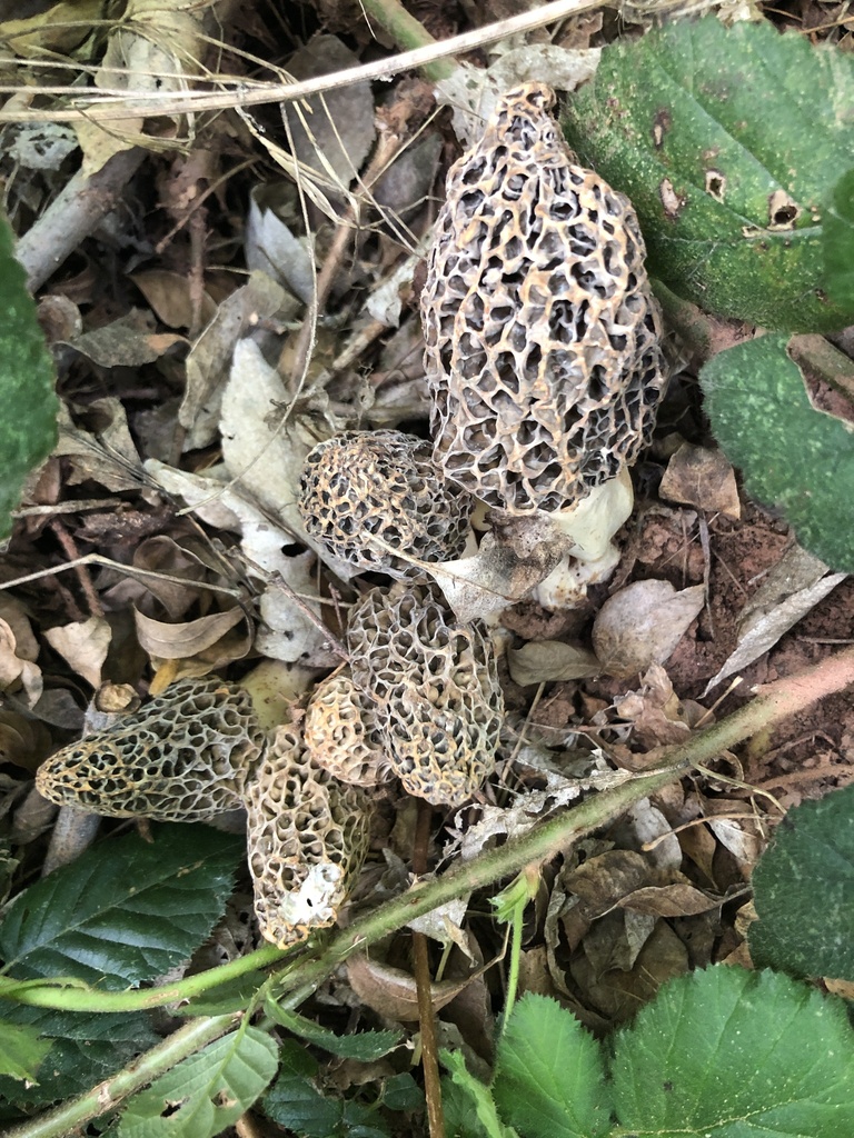 white morel in April 2023 by pinonbistro. Sandy soil under ash TAC503