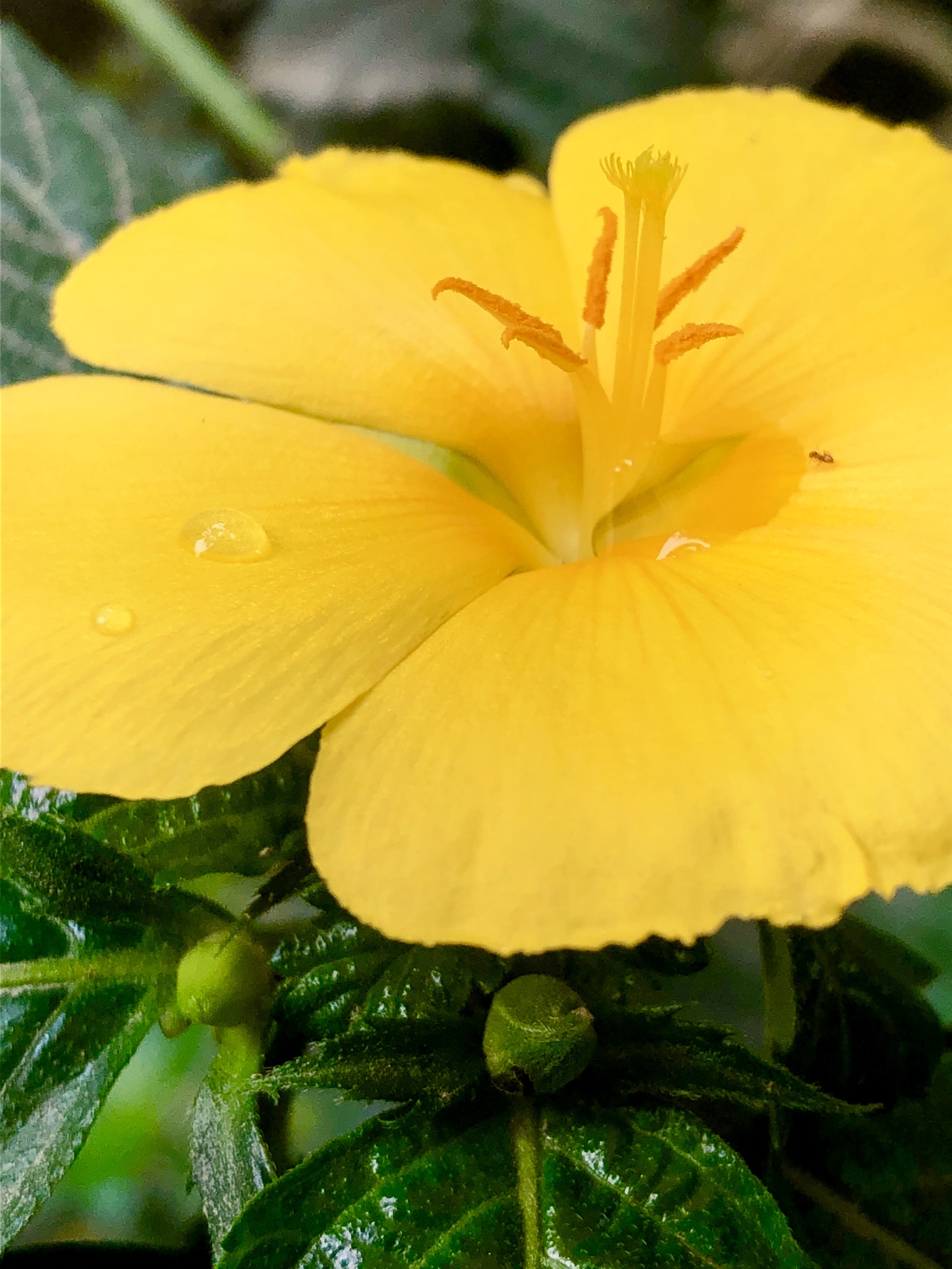 Turnera image