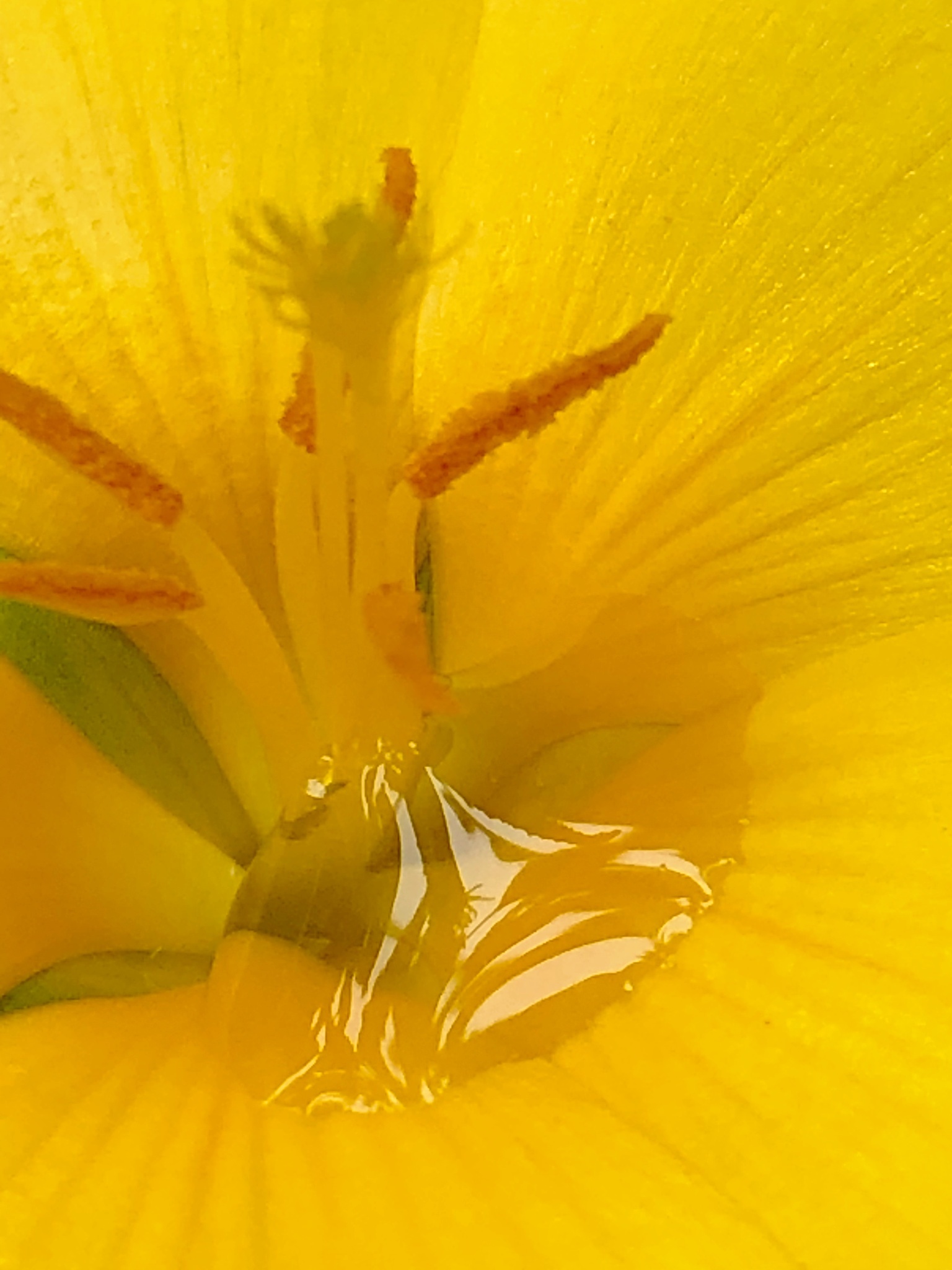 Turnera ulmifolia image