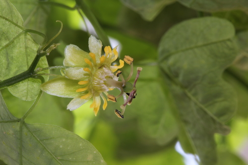 Passiflora allantophylla