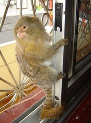 Cebuella niveiventris