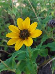 Helianthus debilis
