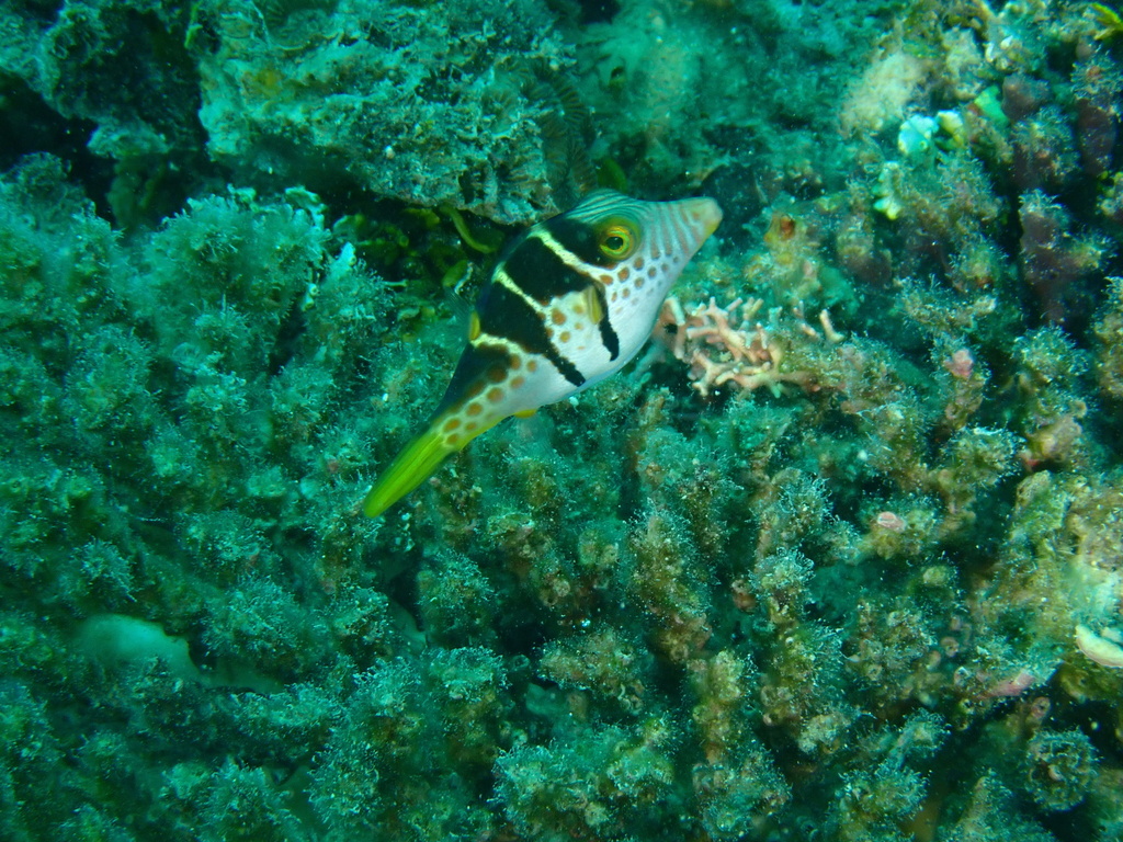 Valentinni's sharpnose puffer