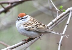 Chipping Sparrow - Photo (c) SW, some rights reserved (CC BY-NC-SA), uploaded by SW