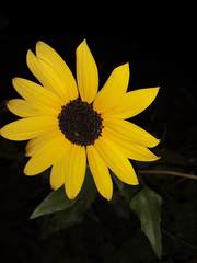Helianthus debilis