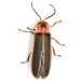 Two-step Flasher Firefly - Photo (c) Mike Quinn, Austin, TX, some rights reserved (CC BY-NC), uploaded by Mike Quinn, Austin, TX