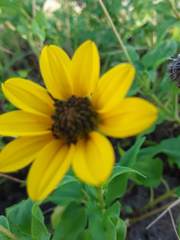 Helianthus debilis