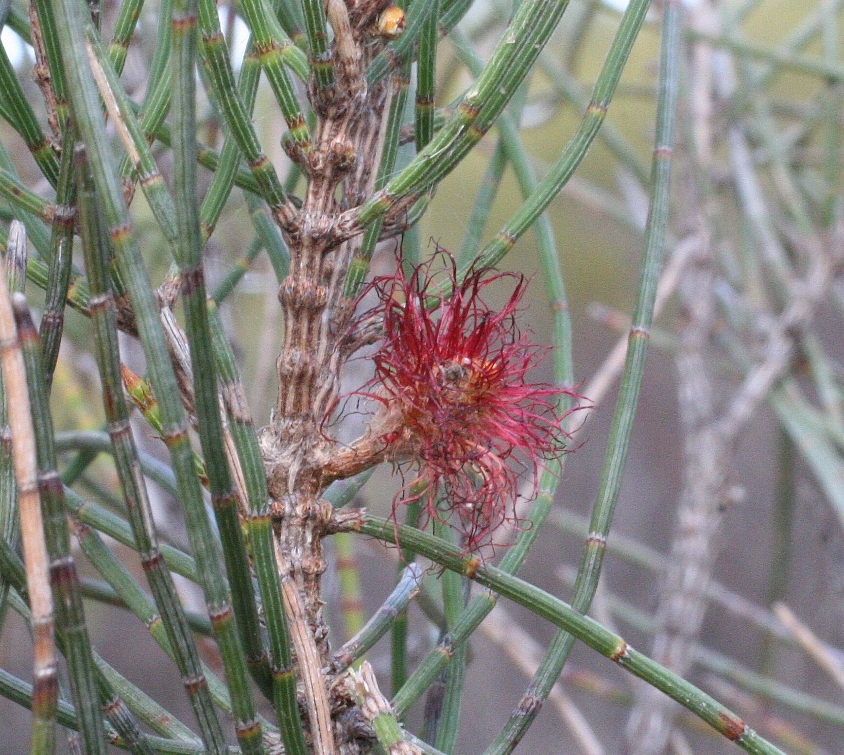Allocasuarina campestris