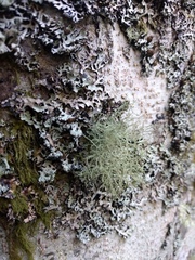 Usnea flavocardia