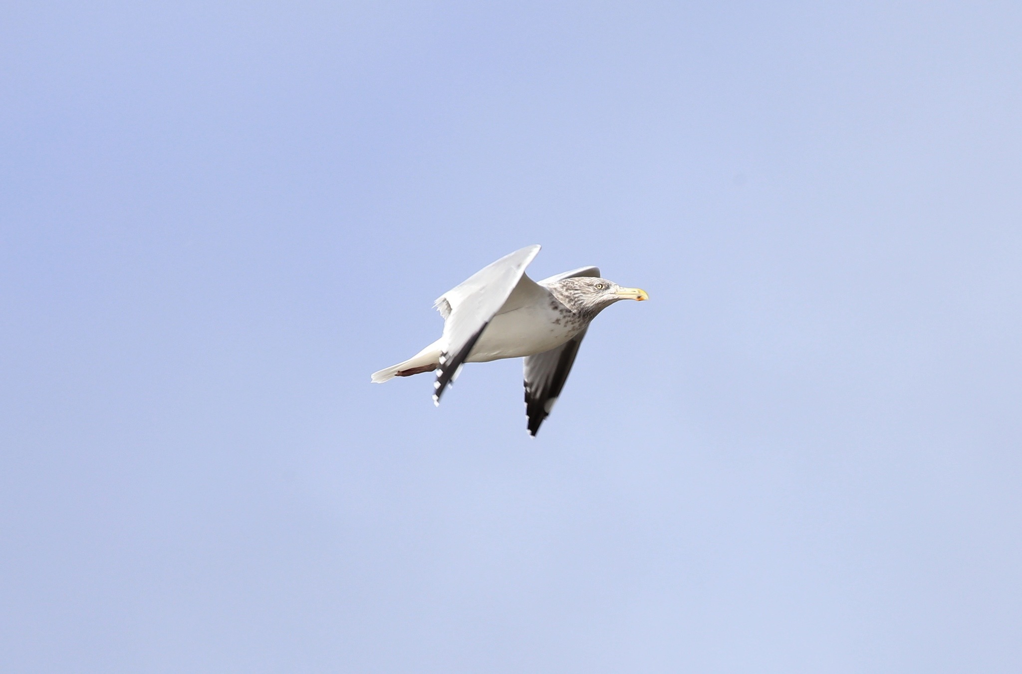 American Herring Gull