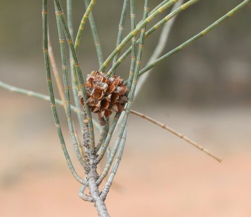 Casuarina pauper F.Muell. ex Miq.