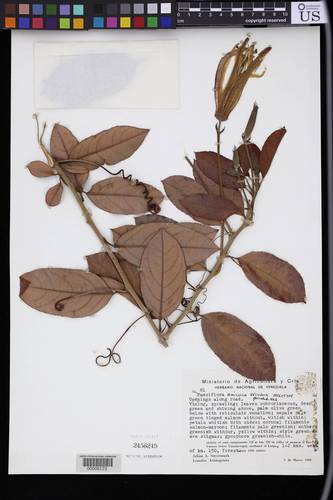 Passiflora amicorum