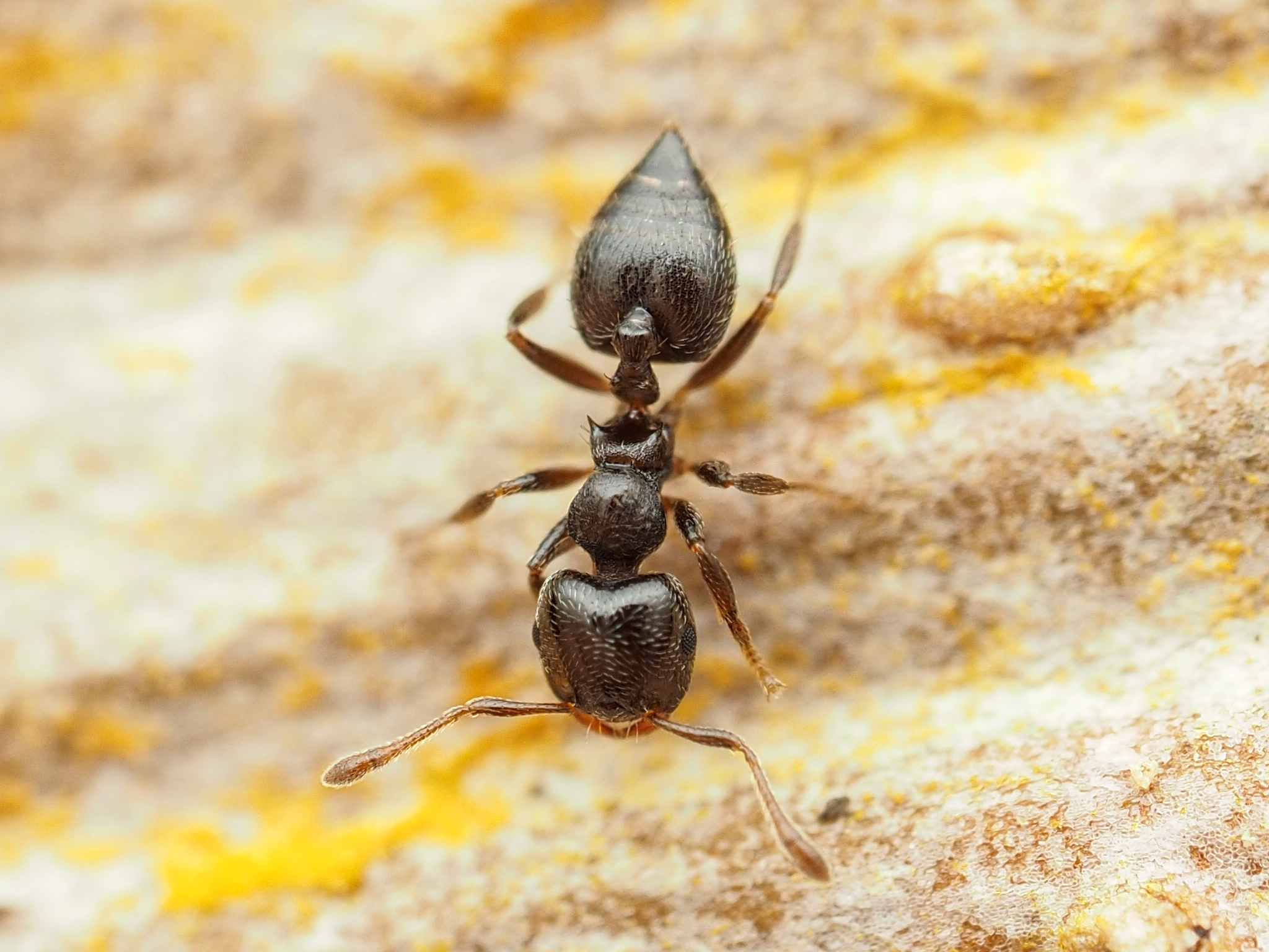 Crematogaster erecta