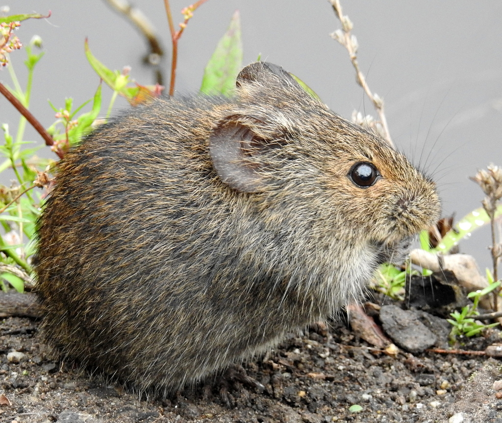 Southern Vlei Rat (Animals of The Garden Route Botanical) · iNaturalist
