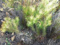 Protea subulifolia