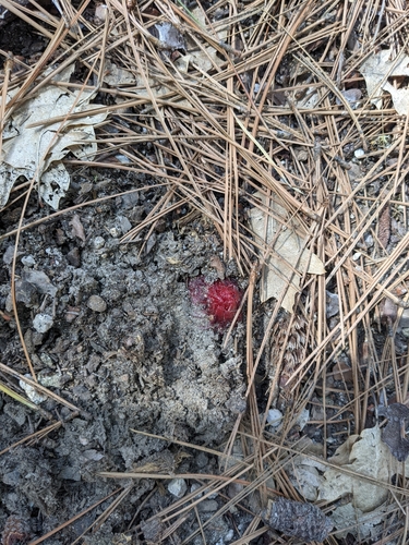iNaturalist observation photo of Snowplant