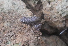 Pseudopaludicola pusilla