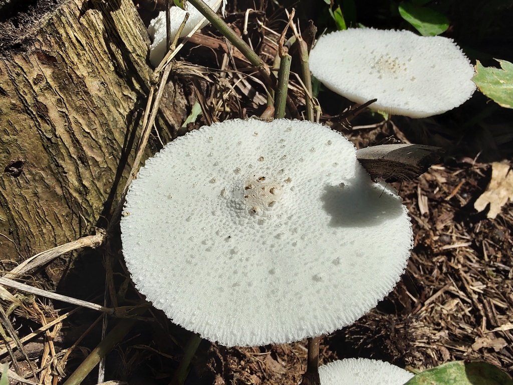 Leucocoprinus cretaceus · March 2023 · photo: © caja-manga (iNaturalist, cc-by)