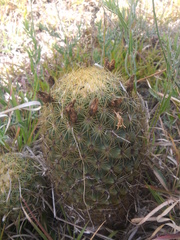Coryphantha erecta
