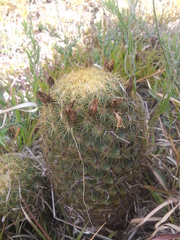 Coryphantha erecta