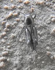 Tridactylidae