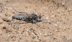 Anasillomos chrysopos